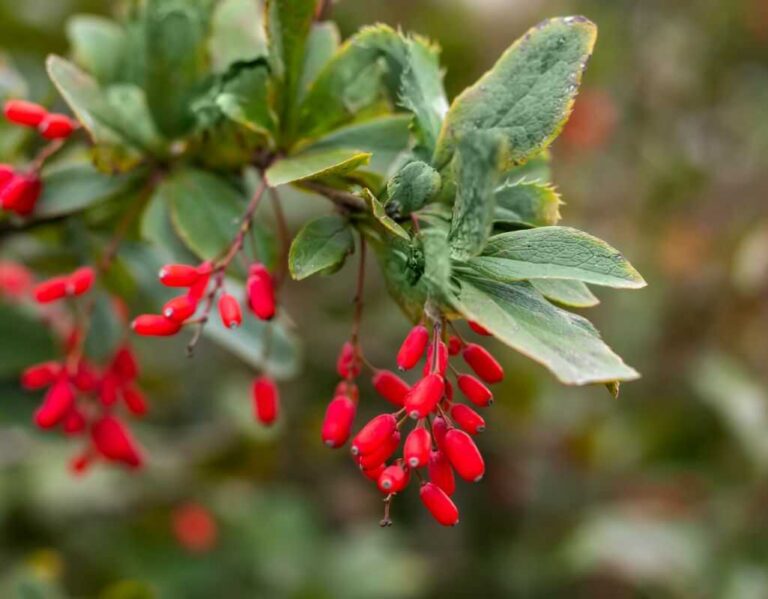 Top 10 szybko rosnących krzewów, które odmienią Twój ogród już w tym sezonie