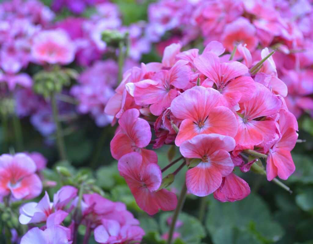 3 najczęstsze choroby pelargonii – jak je rozpoznać i zwalczać?