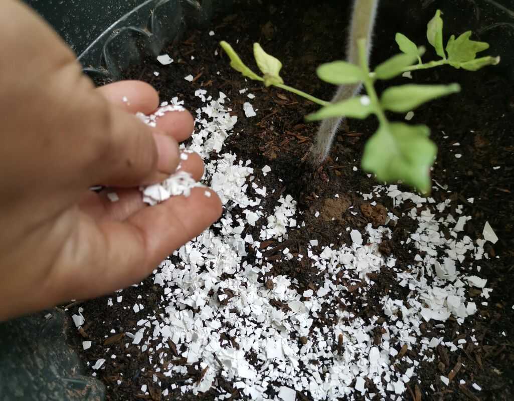 Pod jakie rośliny można stosować popiół drzewny?