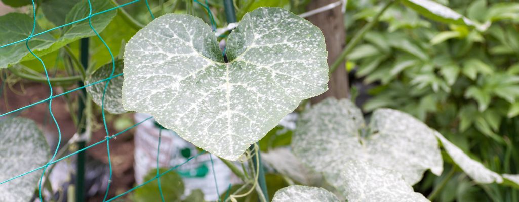 Liście pelargonii z wyraźnym objawem mączniaka prawdziwego – pokryte białoszarym, mączystym nalotem grzybowym.