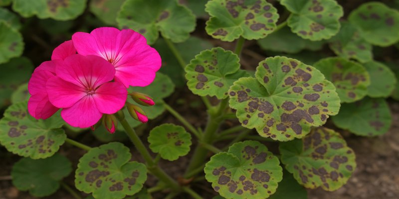 Pelargonia z wyraźnymi objawami plamistości – widoczne nieregularne, ciemne plamy z szeroką czerwonobrunatną obwódką, zlokalizowane głównie na starszych liściach; symptomy wskazują na rozwijającą się infekcję grzybową osłabiającą roślinę.