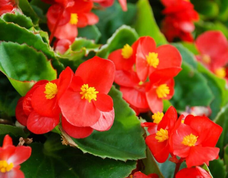 3 choroby begonii, które mogą zagrozić Twoim roślinom – objawy i leczenie