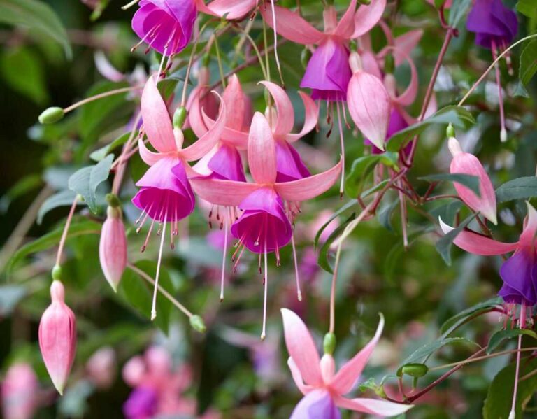 3 choroby fuksji, które mogą zniszczyć Twoje rośliny – objawy i leczenie