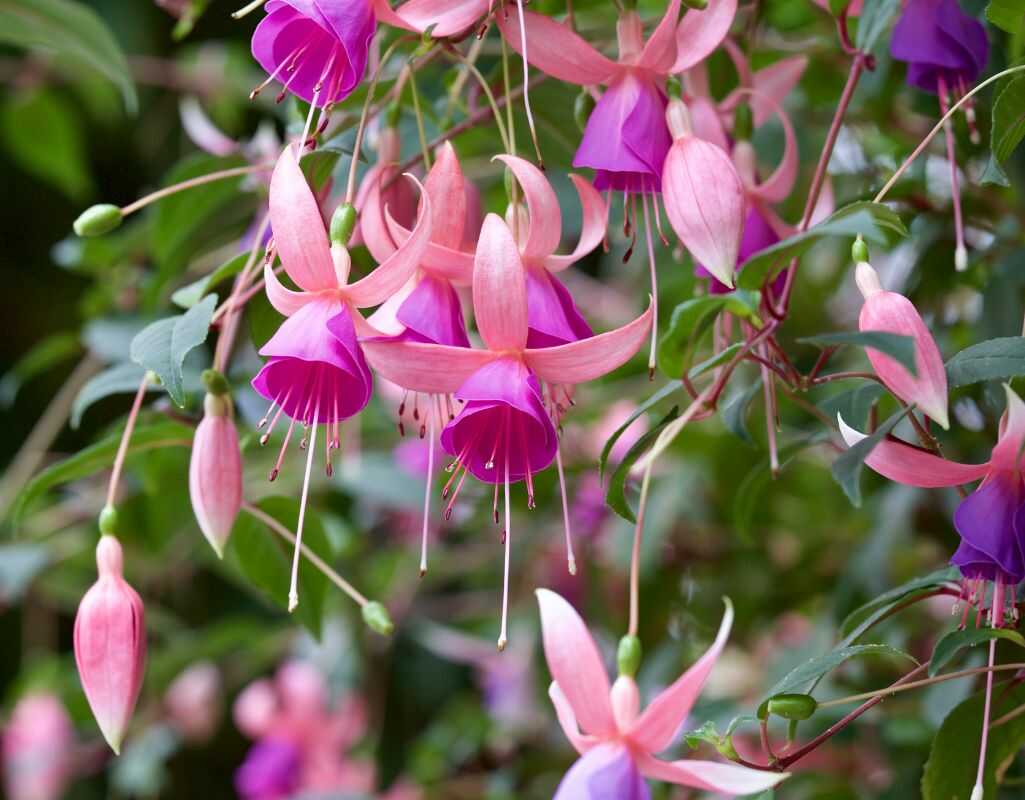 3 choroby fuksji, które mogą zniszczyć Twoje rośliny – objawy i leczenie