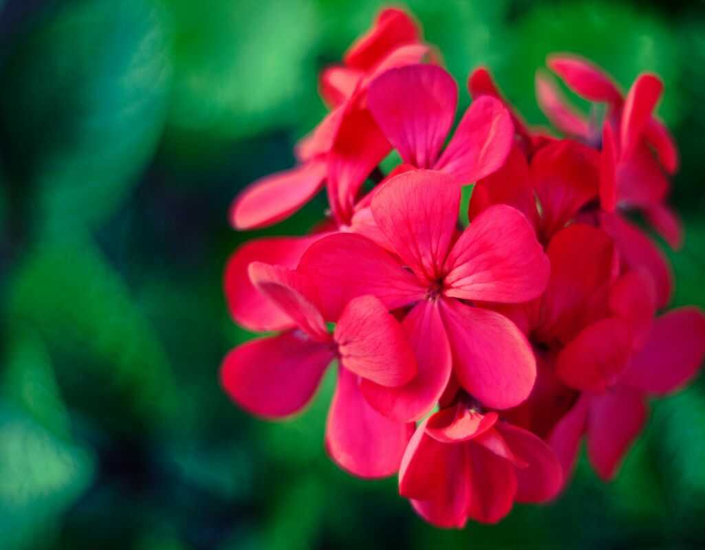 3 choroby geranium, które mogą zniszczyć Twoje rośliny – objawy i sposoby zwalczania