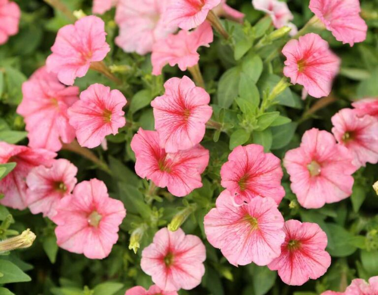 3 choroby petunii, które mogą zniszczyć Twoje kwiaty – jak je rozpoznać i zwalczać?