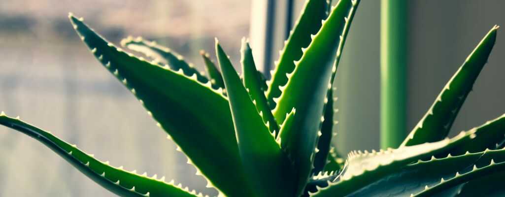 Aloes oczyszczający powietrze