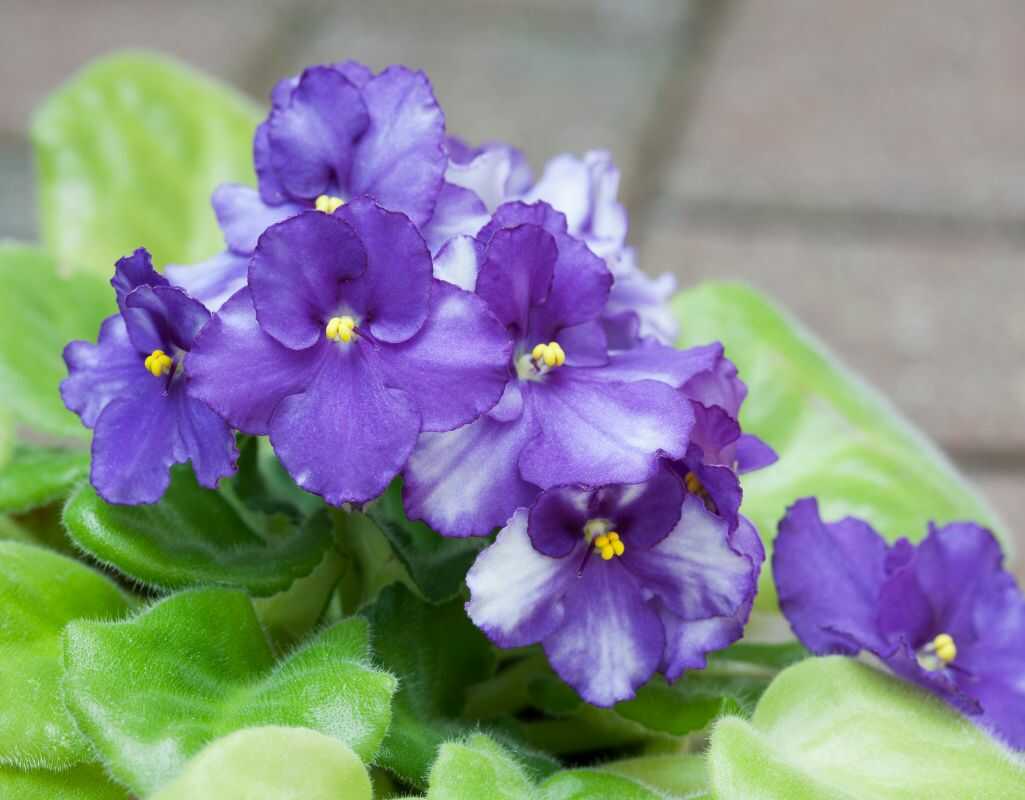 3 najczęstsze choroby fiołka afrykańskiego – jak je rozpoznać i skutecznie zwalczać?