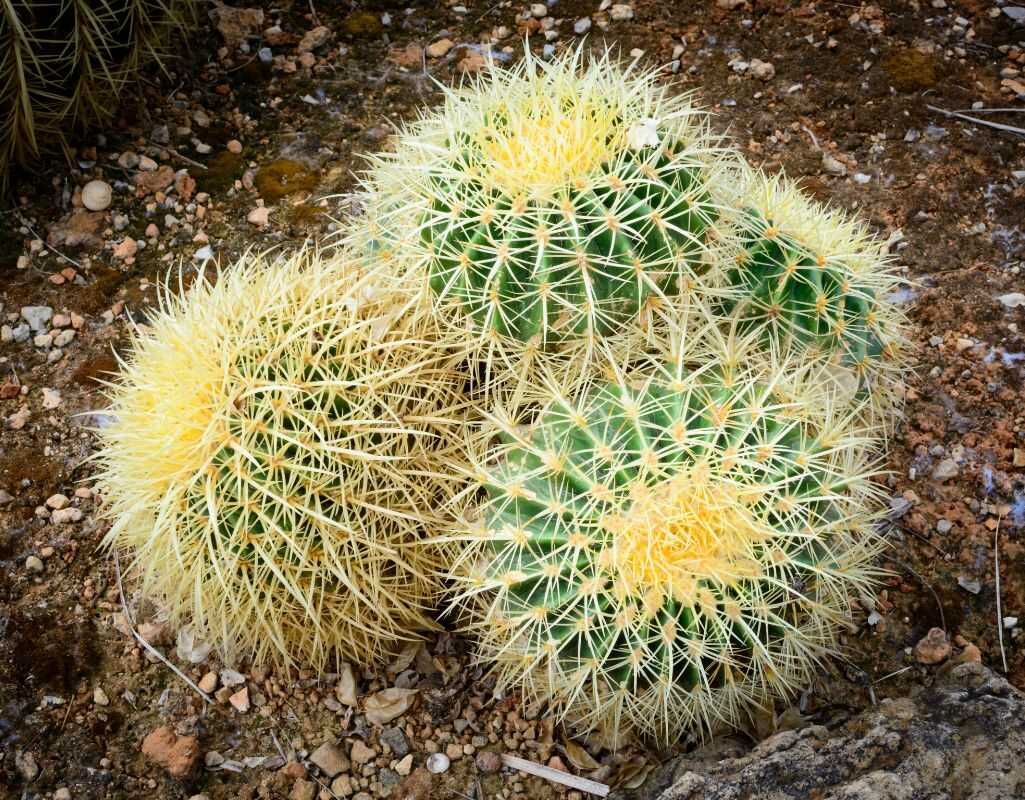 3 choroby kaktusów, które mogą zaskoczyć każdego hodowcę – jak je rozpoznać i leczyć