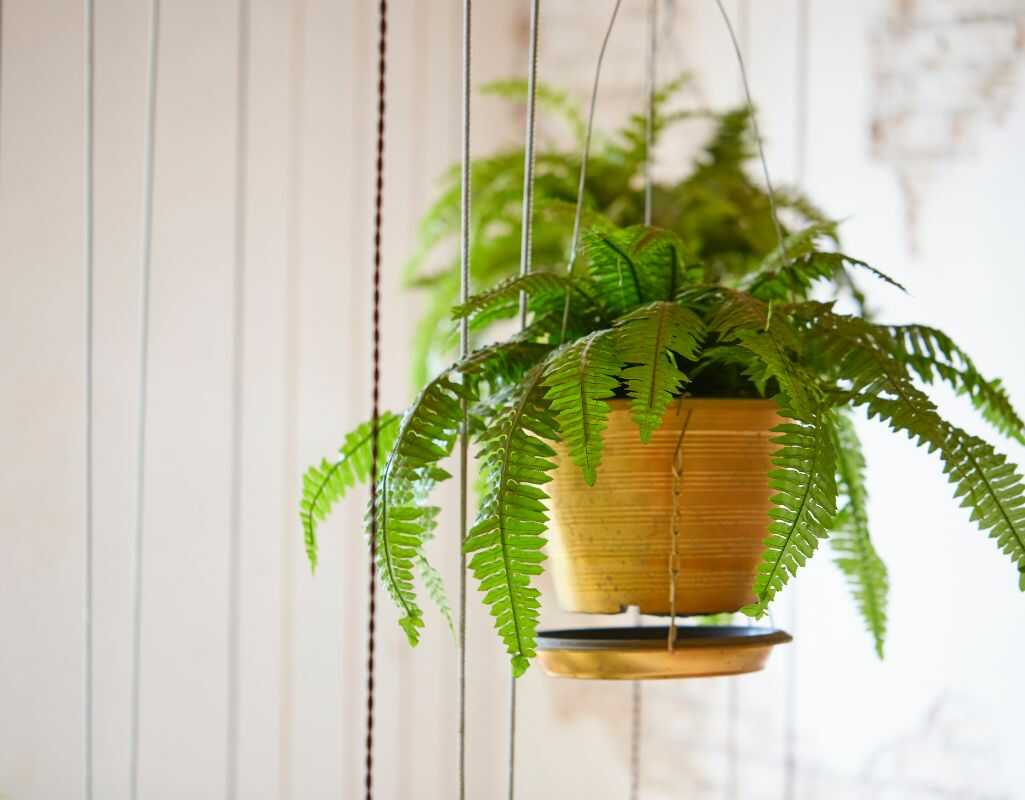 3 choroby paproci doniczkowych – jak je zidentyfikować i zwalczać?