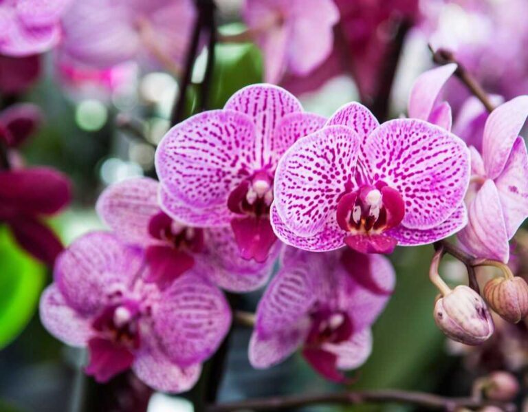 3 choroby storczyków, które mogą zagrozić Twoim roślinom – jak je rozpoznać i zwalczać