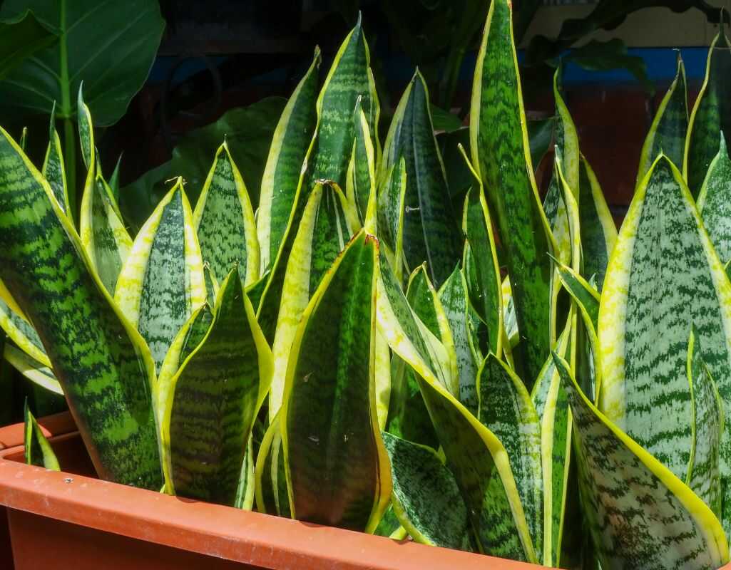 Kwiaty które oczyszczają powietrze, zamiast uczulać