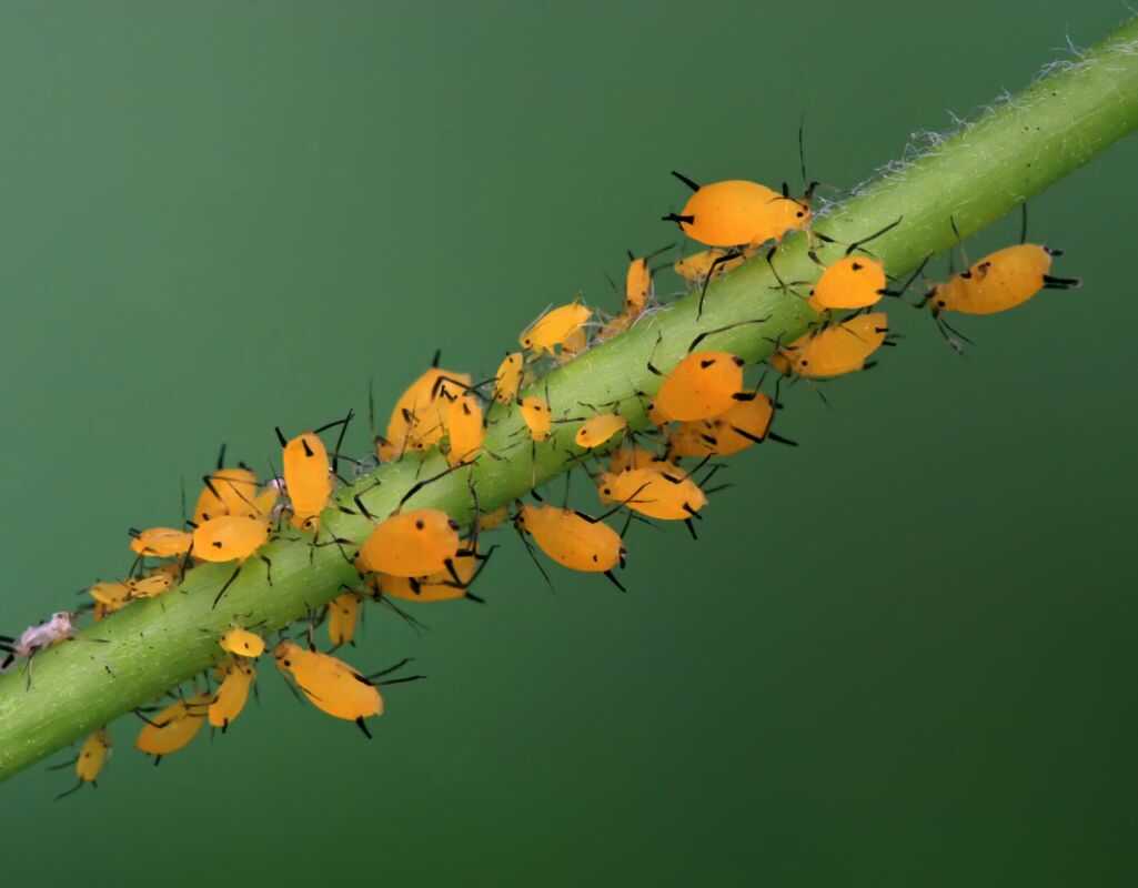 8 miejsc, skąd najczęściej biorą się mszyce w Twoim domu