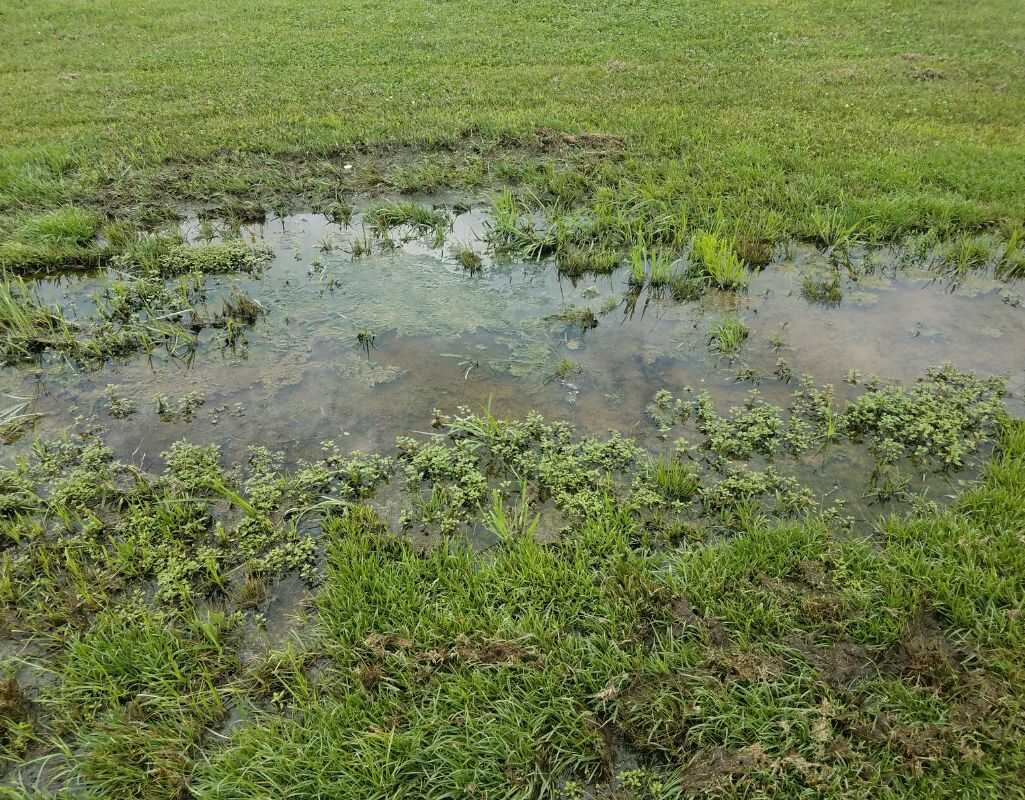 Co zrobić, gdy gliniasta działka nie chłonie wody? Poradnik