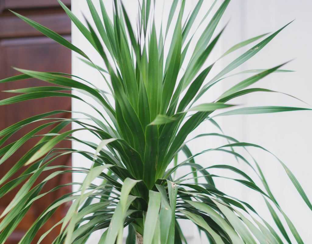 3 choroby draceny, które mogą zagrozić Twoim roślinom – jak je rozpoznać i zwalczać