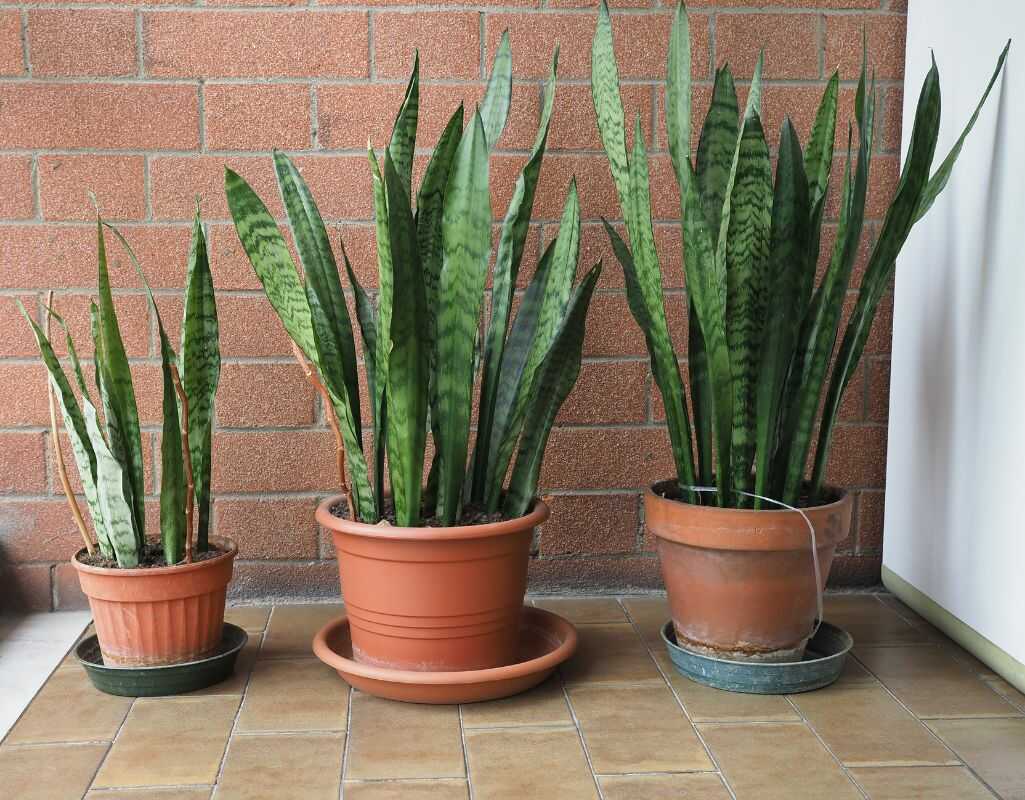 3 choroby sansewierii, które mogą zaskoczyć nawet doświadczonych ogrodników – objawy i leczenie