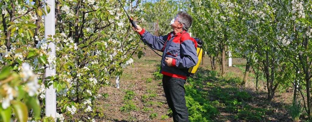 Sadownik wykonujący oprysk preparatem miedziowym w sadzie jabłoni, pokazanie prawidłowej ochrony chemicznej drzew