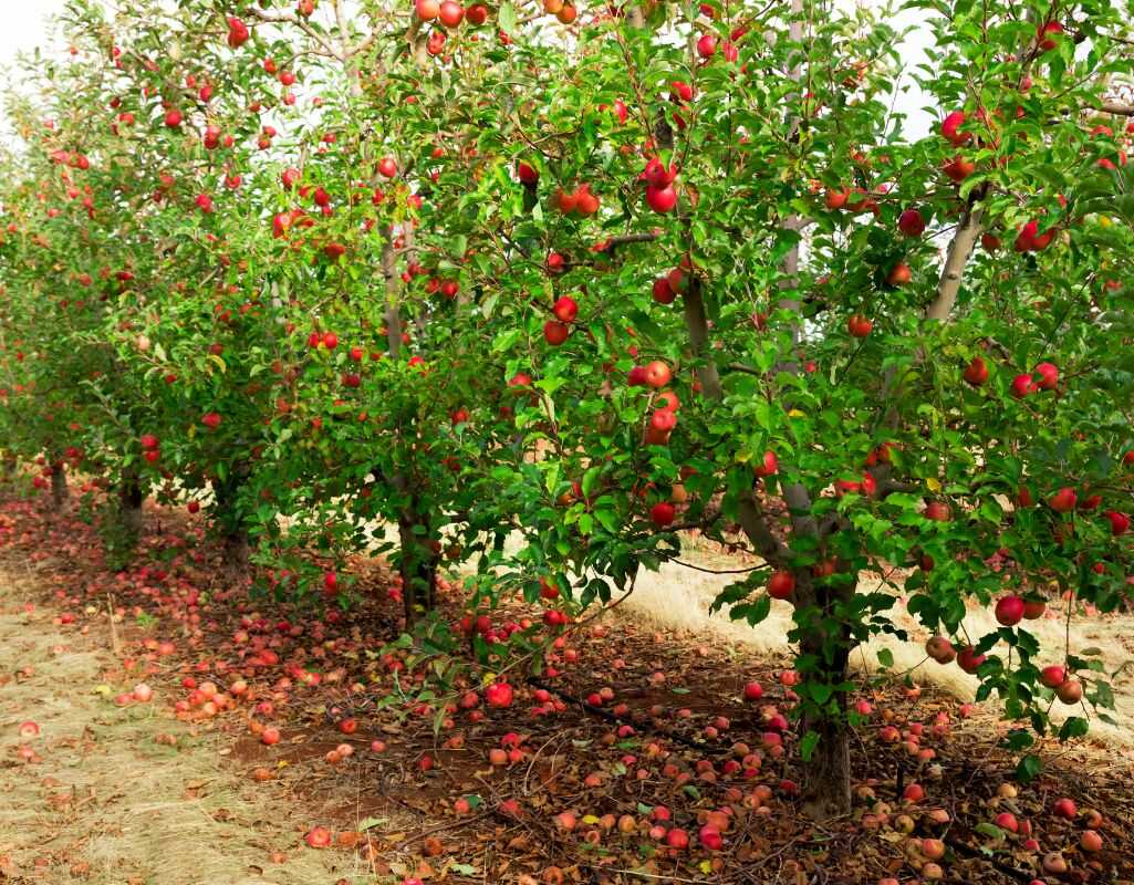 Zapobieganie zarazie ogniowej jabłoni - praktyczny poradnik