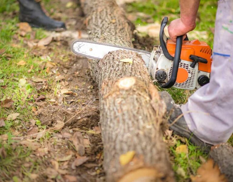 Czy można dostać karę za wycięcie drzewa? Kompletny poradnik 2025