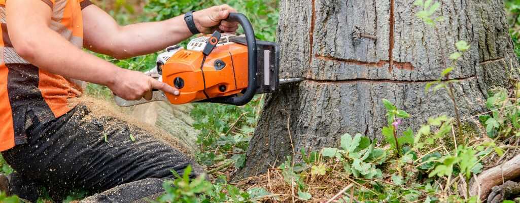 Kara za wycinkę drzew