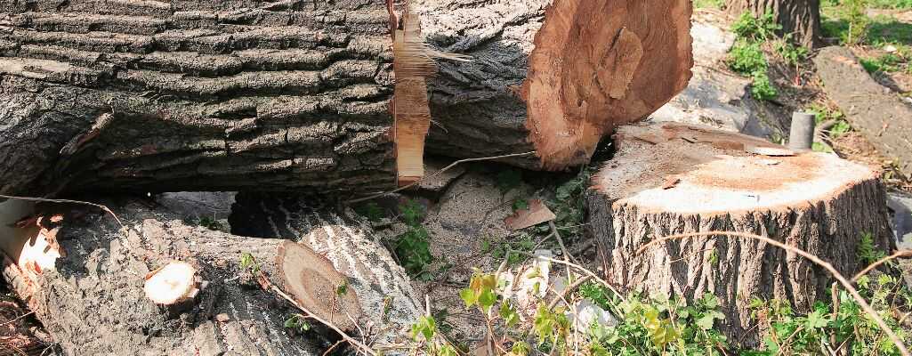 Legalna wycinka drzew