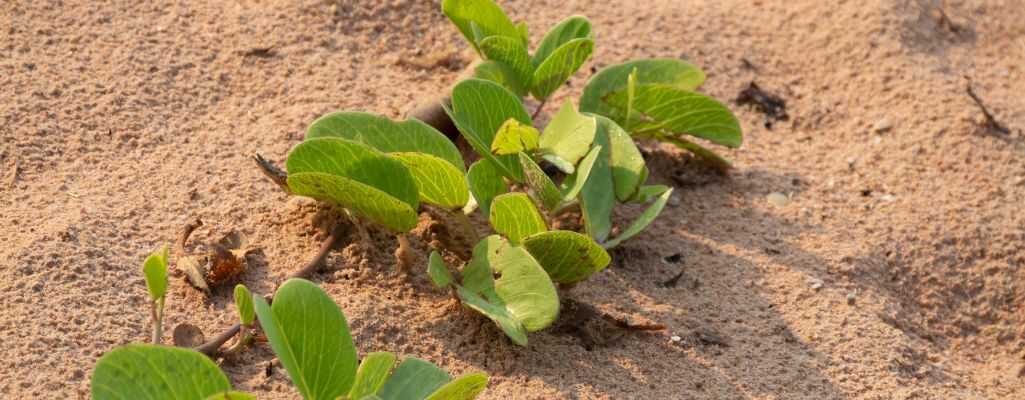 Właściwości gleby piaszczystej