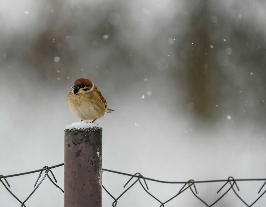 Czy ptaki marzną zimą? Wyjaśniamy, jak ptaki radzą sobie z mrozem