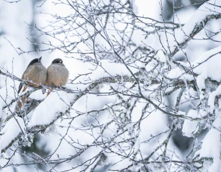Czym nie karmić ptaków? 7 pokarmów, które mogą im zaszkodzić