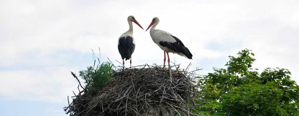Bociany w gnieździe