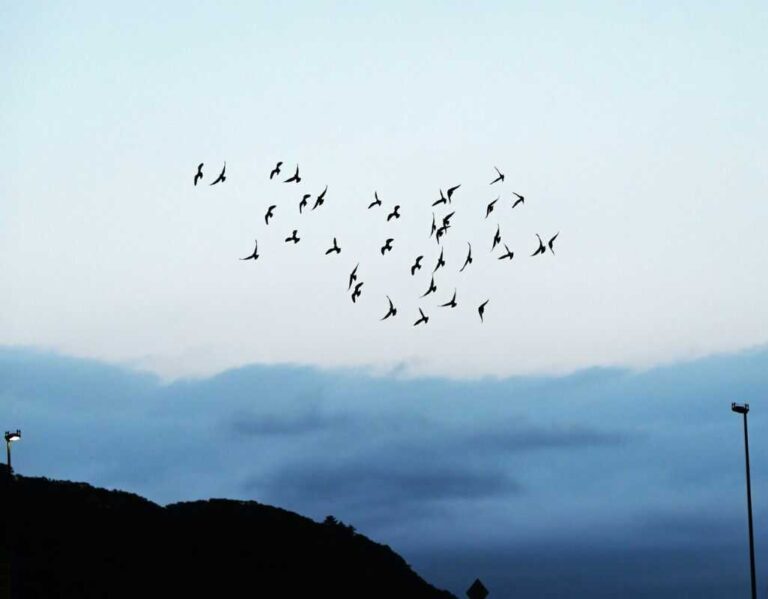 Jakie ptaki przylatują na wiosnę do Polski?