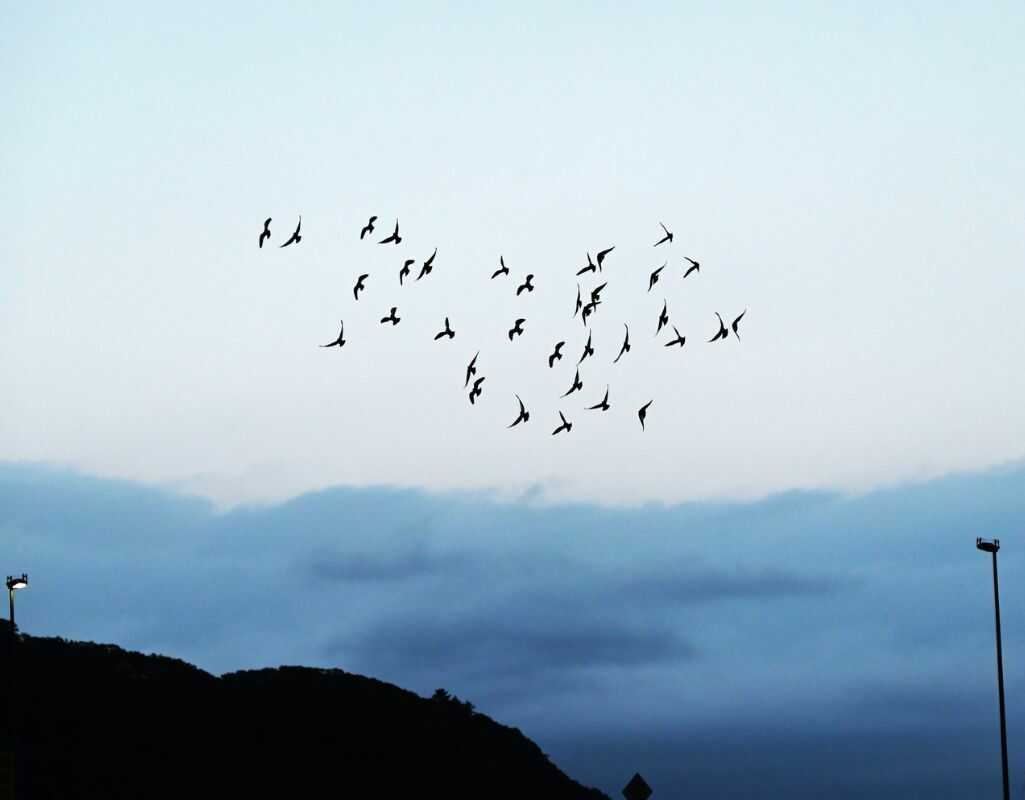 Jakie ptaki przylatują na wiosnę do Polski?