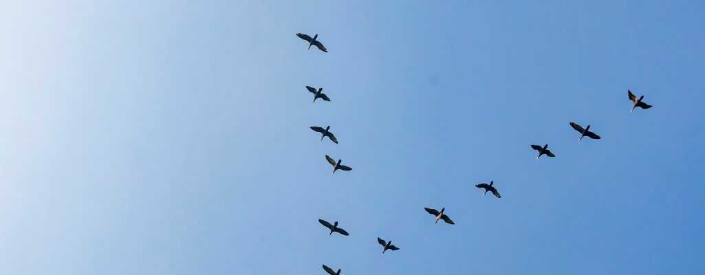 Klucz lecących ptaków wędrownych