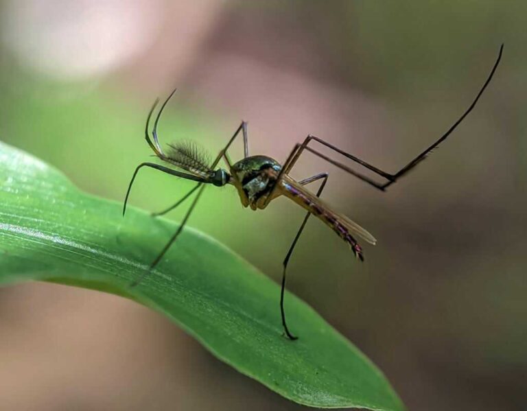 Co by się stało, gdyby zniknęły wszystkie komary?