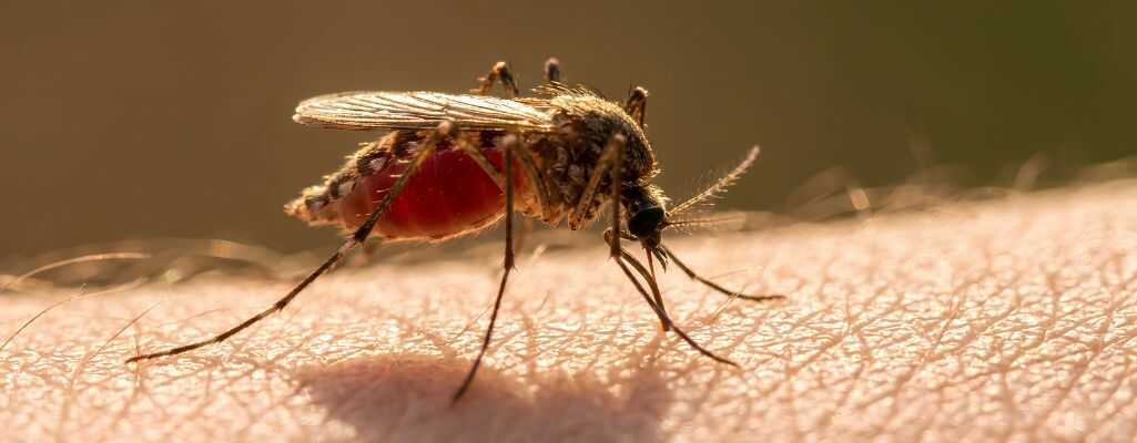Co by się stało bez komarów? Konsekwencja dla ludzi