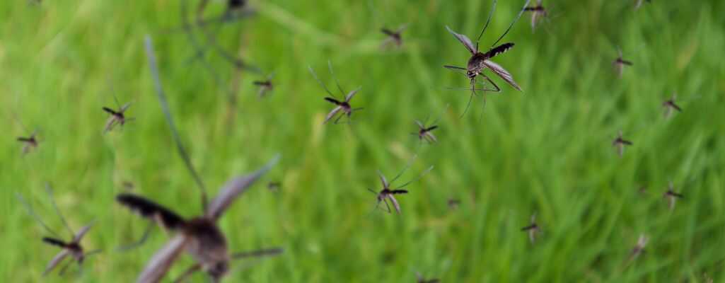Co by się stało bez komarów? Skutki dla środowiska naturalnego