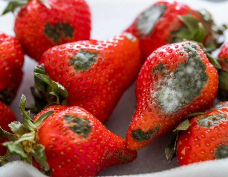 Czy pleśń jest szkodliwa? Pleśń na chlebie, serze, ogórku, ścianie i inne - omawiamy każdy przypadek