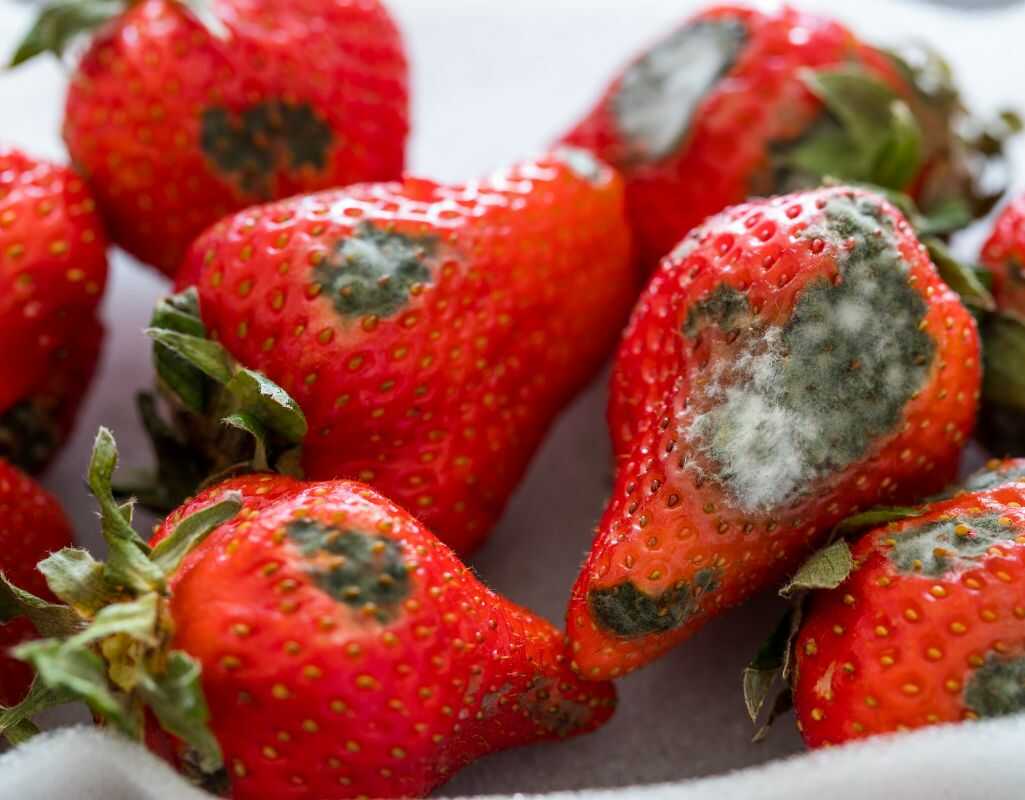 Czy pleśń jest szkodliwa? Pleśń na chlebie, serze, ogórku, ścianie i inne - omawiamy każdy przypadek