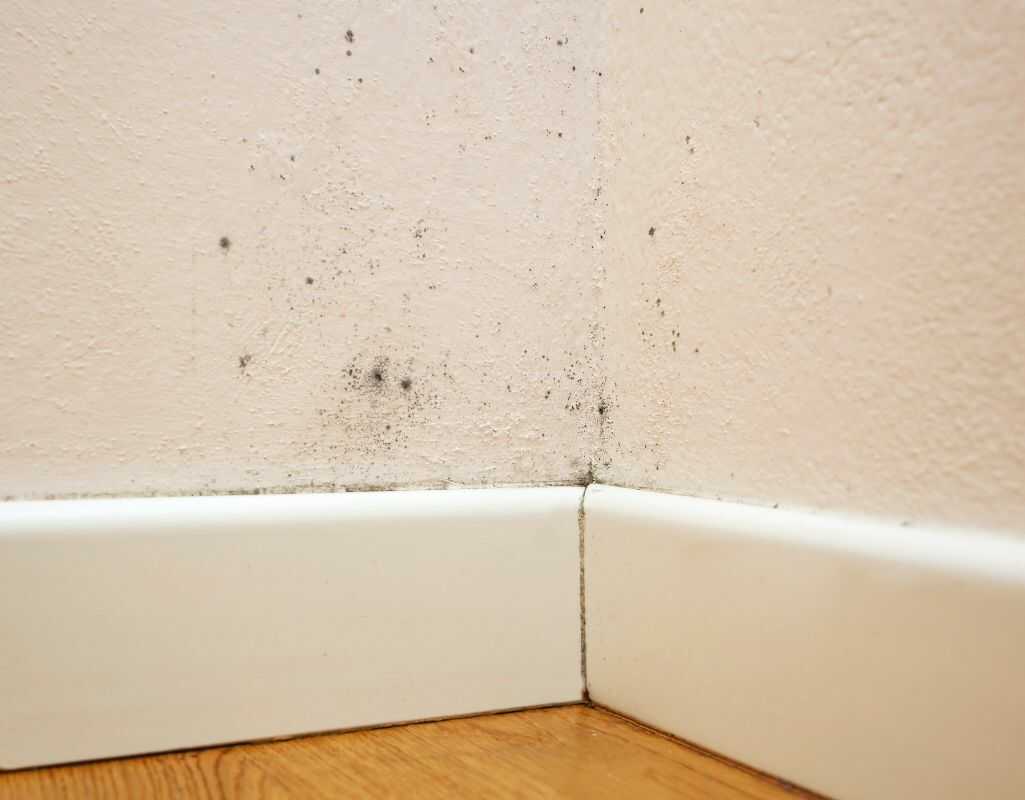 Dlaczego pleśń na ścianie pojawia się w pomieszczeniu ? Poznaj przyczyny i sposoby zwalczania