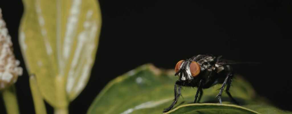 Rola much w łańcuchu pokarmowym