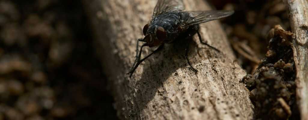 Rola much w procesach rozkładu materii