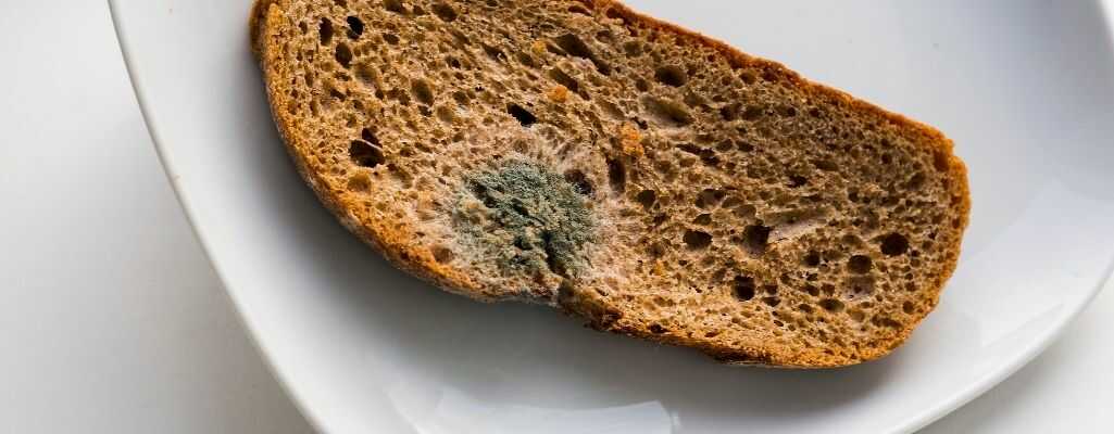 Spleśniały chleb z widoczną zieloną i białą pleśnią