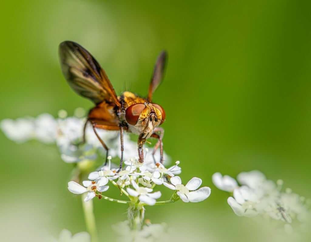 Co by się stało, gdyby wytępić wszystkie muchy na Ziemi?