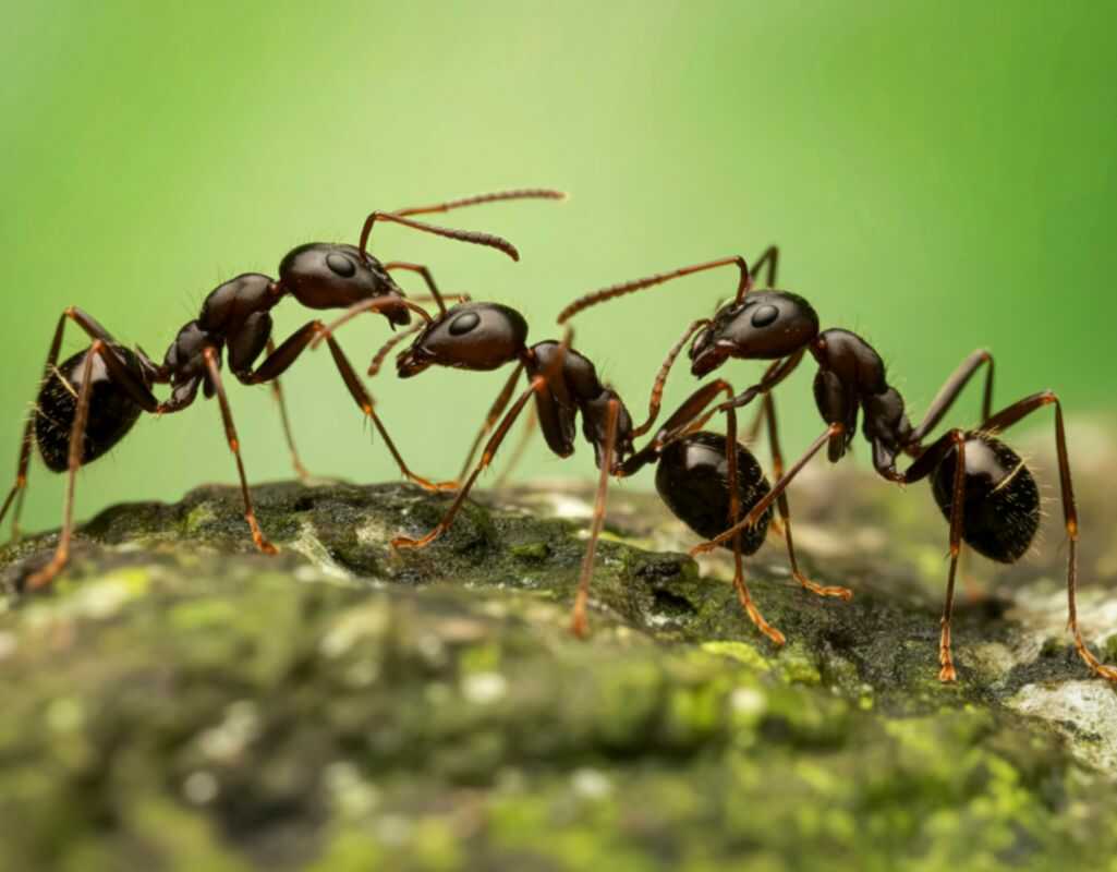 Dlaczego mrówki są pożyteczne? Lista powodów