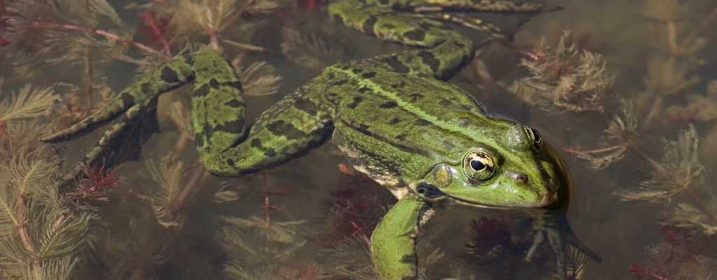 Dlaczego żaby są pożyteczne? 6 ważnych powodów