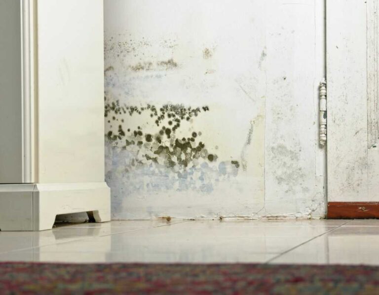 Domowe sposoby na pleśń na ścianie. 5 środków bez chemii