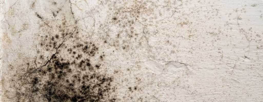 Pleśń na ścianie - jakie zagrożenia?