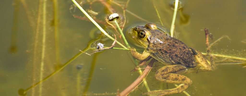 Żaba – ważne ogniwo łańcucha pokarmowego w ogrodzie