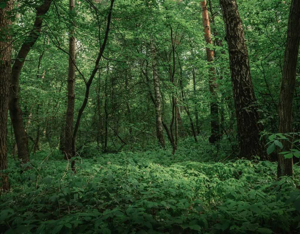 Wycinka w lesie prywatnym — co wolno właścicielowi działki leśnej?