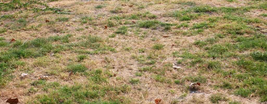 Trawnik do regeneracji