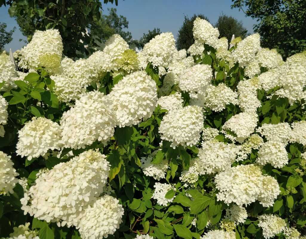 Dlaczego hortensja nie kwitnie? Najczęstsze przyczyny i co robić